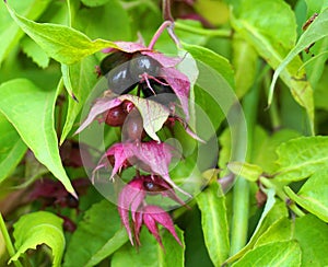 Himalayan honeysuckle  purple-black berries and  green leaves. Other names Leycesteria formosa, Flowering nutmeg.