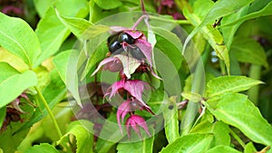 Himalayan honeysuckle  purple-black berries and  green leaves. Other names Leycesteria formosa, Flowering nutmeg.
