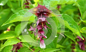 Himalayan honeysuckle showy and bright flowers and  green foliage. Other names Leycesteria formosa, Flowering nutmeg.