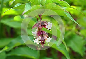 Himalayan honeysuckle showy and bright flowers and  green foliage. Other names Leycesteria formosa, Flowering nutmeg.