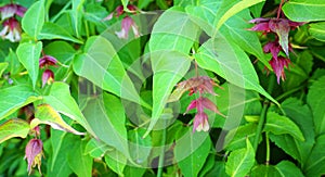 Himalayan honeysuckle showy and bright flowers and  green foliage. Other names Leycesteria formosa, Flowering nutmeg, Himalaya nut