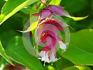 Himalayan honeysuckle showy and bright flowers and  green foliage. Other names Leycesteria formosa, Flowering nutmeg, Himalaya nut