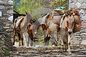 Himalayan horse caravan
