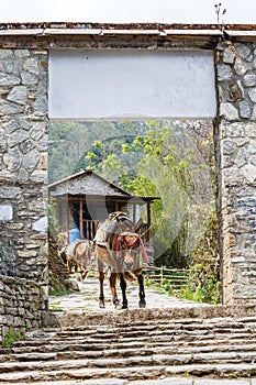 Himalayan horse caravan