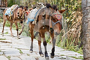 Himalayan horse caravan