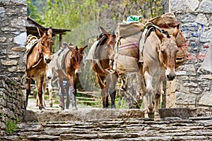Himalayan horse caravan