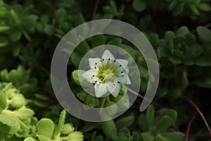 `Himalayan Houseleek` flower - Sempervivella Alba