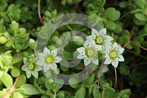 `Himalayan Houseleek` flower - Sempervivella Alba