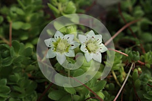 `Himalayan Houseleek` flower - Sempervivella Alba