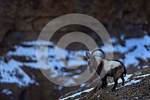 Himalayan ibex, Capra ibex sibirica, wild goat in the nature rock moutain habitat, Spiti valley in Hamalayas, India.