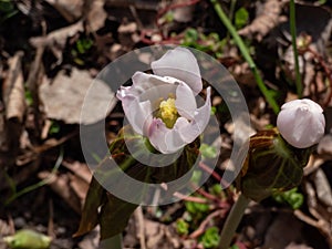 Himalayan or Indian may apple (Sinopodophyllum hexandrum) with drooping, lobed leaves bearing a pink