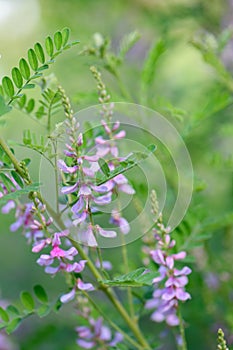 Himalayan indigo Indigofera heterantha flowering plant