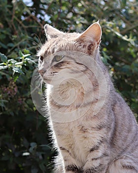 Himalayan innocent cat seated on outside sunny area