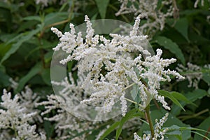 Himalayan knotweed Koenigia polystachya, blooming plant