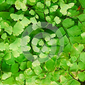 Himalayan maidenhair