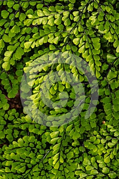 Himalayan Maidenhair Fern