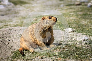 Himalayan marmot