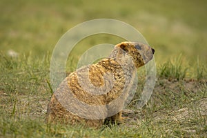 Himalayan Marmot, Marmota himalayana inhabits alpine grasslands throughout the Himalayas and on the Tibetan Plateau Jammu and