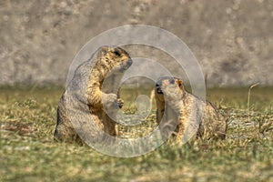 Himalayan marmots -Marmota himalayana, pair , ladakh wildlife, Jammu and Kashmir, India