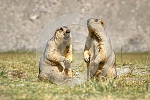 Himalayan marmots pair standing in open grassland, Ladakh, India