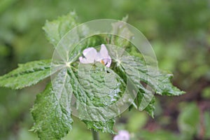 Himalayan May Apple, Podophyllum hexandrum, Indian podophyllum