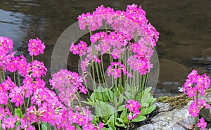 Himalayan meadow primrose, Primula rosea, next to water, flowering