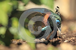 Himalayan monal