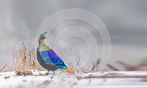 Himalayan Monal