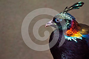 Himalayan Monal