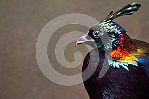 Himalayan Monal photo