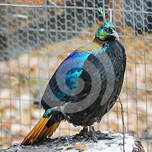 Himalayan monal