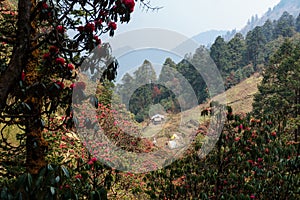 The Himalayan Mountains, Nepal. Flowering rhododendrons.