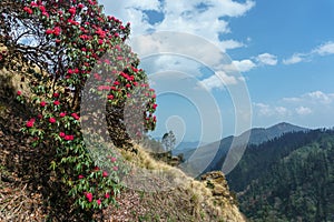 Himalaya montanas,. floreciente rododendros 