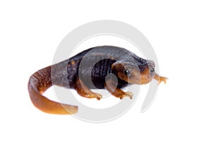 Himalayan newt isolated on white