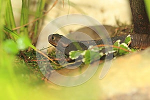 Himalayan newt