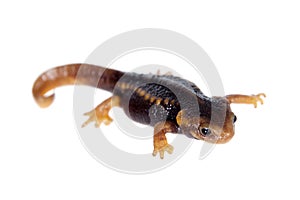 Himalayan newt on white