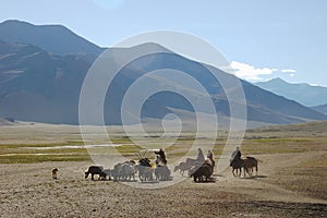 Himalayan nomads photo