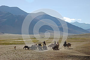 Himalayan nomads