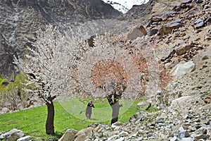 Himalayan oasis - gardens with apricot trees and poplars among barley fields
