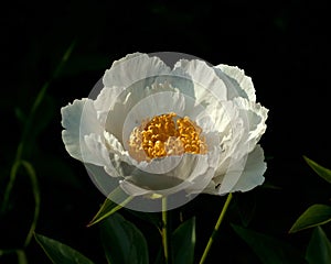 Himalayan peony, Paeonia emodi