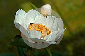 Himalayan peony, Paeonia emodi