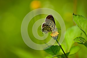 Himalayan Pierrot butterfly nectaring on flower