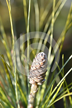 Himalayan pine Frosty