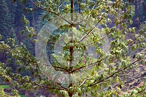 Himalayan pine photo