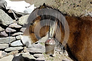 Himalayan Pony Sunbathing