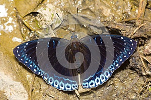 Himalayan Popinjay butterfly, Stibochiona nicea nicea photo