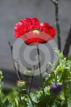 Himalayan red opium poppy flower and Capsule , Bhutan