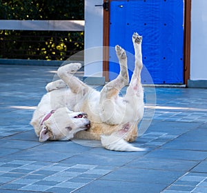 Himalayan Shepherd Dog: Playful Belly-Up antics - Joyful Pet Comedy, India photo