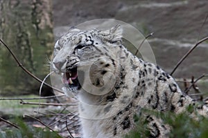 Himalayan snow leopard- Bronx Zoo New York