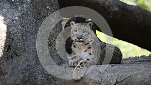 A Himalayan snow leopard Panthera uncia lounges on a rock, beautiful irbis in captivity at the zoo